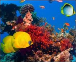 Врятувати Великий Бар&quot;єрний риф допоможуть риби