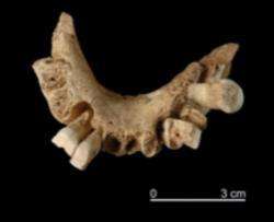 Ученые нашли челюсть самого древнего европейца (ФОТО)