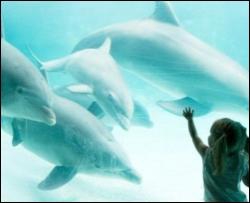 Дельфинам больно быстро плавать