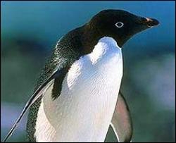 Вчені відкрили новий вид літаючих пінгвінів (ВІДЕО)