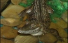 Крокодил Гена подпрыгивает в аквариуме на полметра