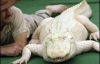 Аллигатора-альбиноса выводят несколько лет