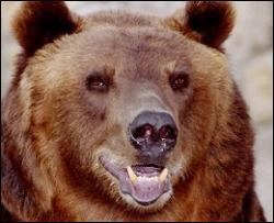 Росіянин переміг в рукопашному бою ведмедя, який напав на нього