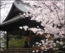 В Японии туристов катают над садами сакуры