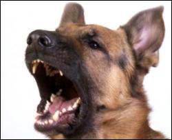 Чому не можна спати з домашнім улюбленцем