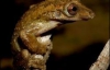  В Бразилии открыто 14 новых видов животных