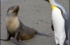 Морской котик пытался изнасиловать пингвина (ФОТО)