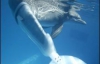 Дельфін плаває за допомогою біонічного хвоста (ФОТО)