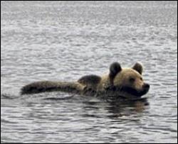 Эстонский медведь по реке хотел эмигрировать в Россию