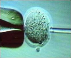 Парламент Великобритании рассмотрит &amp;quot;законопроект об эмбрионах&amp;quot;
