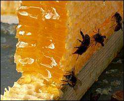 При склерозе едят клюкву и мед