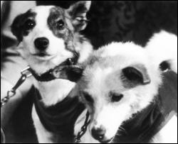 Собаки-космонавты Белка и Стрелка станут героями мультфильма