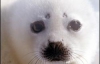 Тюлені задихаються через зміни клімату