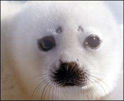 Тюлени задыхаются из-за изменений климата