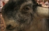 В Саудовской Аравии выбрали самую красивую козу (ФОТО)