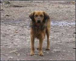 Украину терроризируют стаи бродячих собак