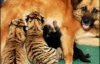 В Китаї собака вигодовує тигренят (ФОТО)