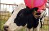 Відрижки корови допомагають Аргентині вивчати зміни клімату (ФОТО)