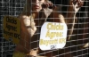  В фастфуде Сиднея сидят голые девушки в клетках (ФОТО)