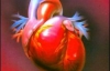 П"ять правил здорового серця