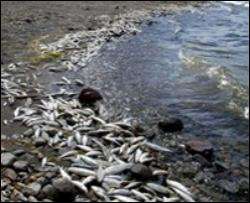 В Днепре массово гибнет рыба