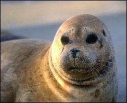 Старейшему в мире тюленю исполняется пятьдесят лет