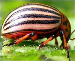 Ученые навсегда избавят мир от колорадского жука