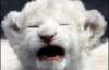 Впервые на публике появились три львенка-альбиноса (ФОТО)