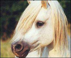 Генетики раскрыли загадку белых лошадей