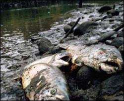 Масову загибель риби у Дніпрі спричинила отрута