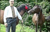 Іван Гуралюк відновлює породу гуцульських коней