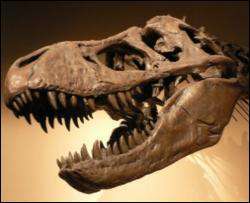В Польше нашли останки ранее неизвестного динозавра