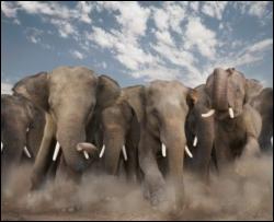 Пам&quot;ять старих слоних рятує стадо від засухи