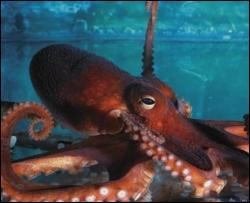 Ученые узнали, сколько у осьминога ног