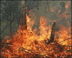 Вперше за 10 років на Харківщині загорівся ліс