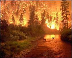 МНС розслідує походження лісових пожеж 
