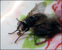 Ученые выяснили, почему так тяжело поймать муху