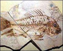 В Австралии обнаружена окаменелость рыбы возрастом более 100 млн лет