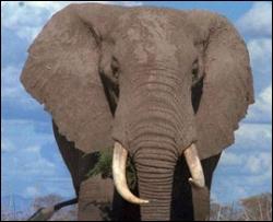 Слона отучили от героина