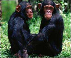 Шимпанзе снимают стресс с помощью объятий