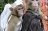 Мартышки женились  в китайском зоопарке