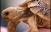 В США нашли самую маленькую ископаемую черепаху (ФОТО)