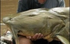 В Индии поймали сома-людоеда (ФОТО)