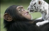Шимпанзе стала мамою для двох білих тигренят (ФОТО)