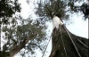 Найдено самое высокое в мире дерево (ФОТО)