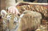 Путіну подарували тигрицю
