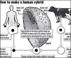 В Великобритании одобрили создание гибридов человека и животного