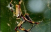 Гігантський павук з"їв пташку (ФОТО)