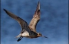 Птах пролетів від Аляски до Нової Зеландії без посадки (ФОТО)