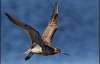 Птица пролетела от Аляски к Новой Зеландии без посадки (ФОТО)